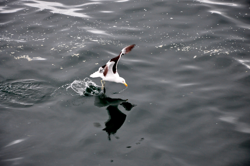 Melanie Heinrich Travel images Capetown -Shark diving Africa